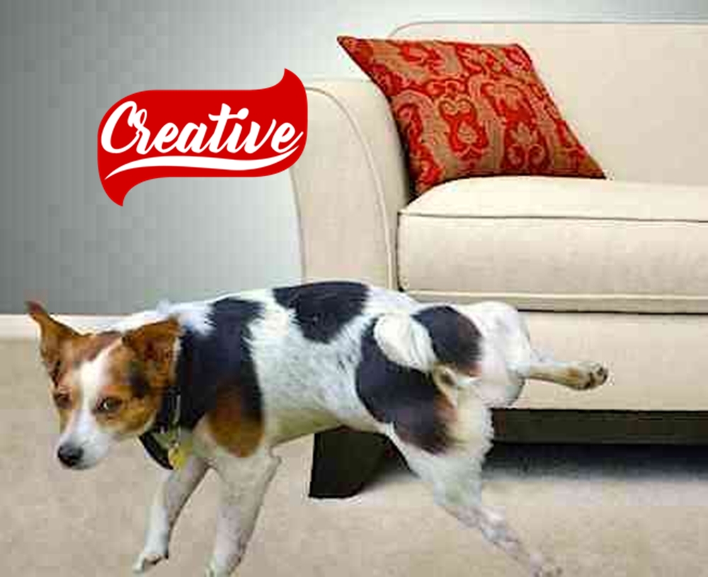 Protetor de Xixi 34 Cm x 5 Mts Urina de Cachorro Para Sofás, Paredes, Geladeira, Moveis e etc Creative