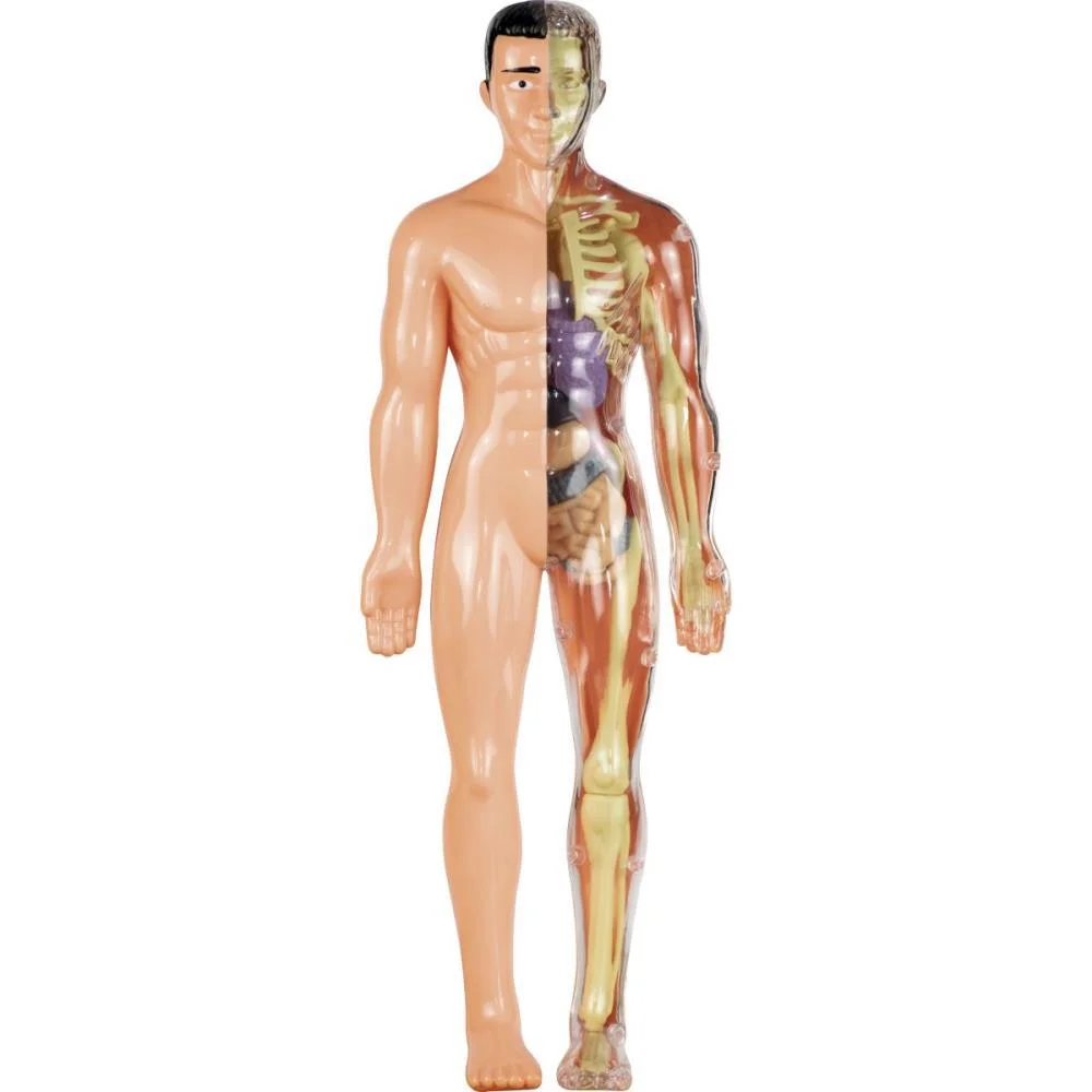 Jogo Diverso Anatomia Grow (Unidade) - imagem 4